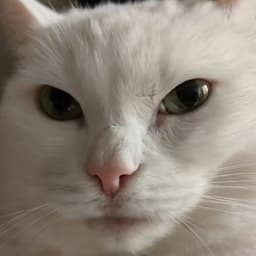 meowed33