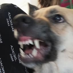 dangersharik