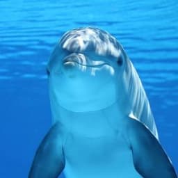 9Olphin