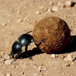 geotrupidae