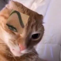 xanxito