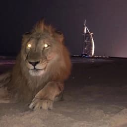 MUFASA999