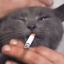 P0ch1to