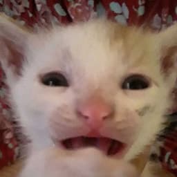 Pebblez