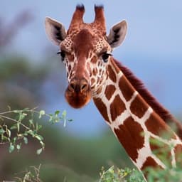 ZooCandidate