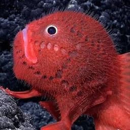 Mukitarou