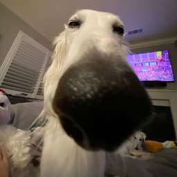 wnfus
