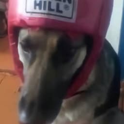 Howlsoft