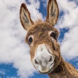 donkey03