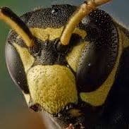 NOT_WASP