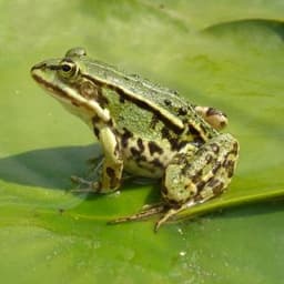 pepethecs