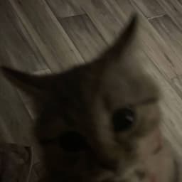 qwvwvert