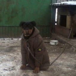 pivvasiq