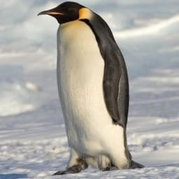 PenguinFTV