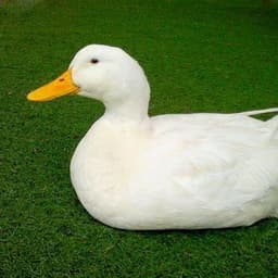 Laitaz