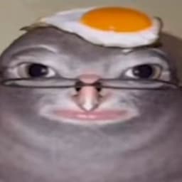 shudupatrnka