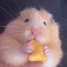 PANCHOPTRL
