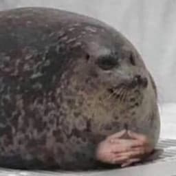 SeSeal
