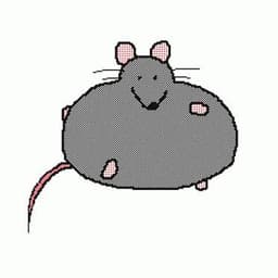 bibi_rat