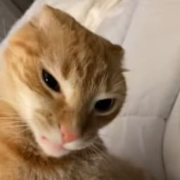 awjmo