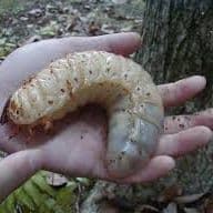 Chlambizija