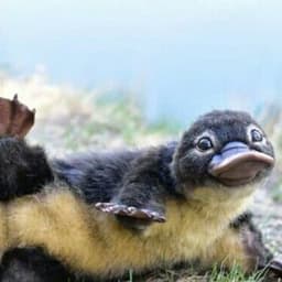 SquirtiiX
