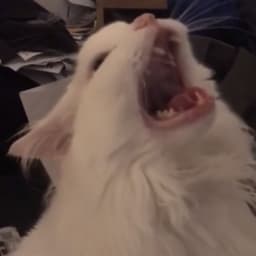 kvkvvk
