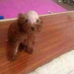 SilnyBartus