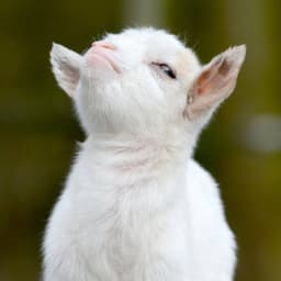 Solgati