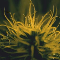 Southside420