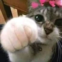 Cat37