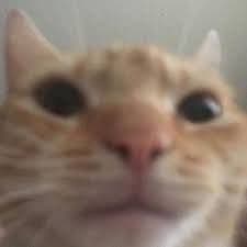 Petitk0o