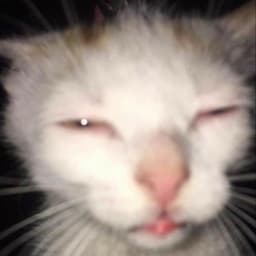 VvW3ktorvV