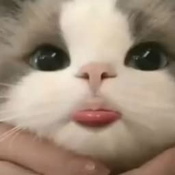 -kitten1