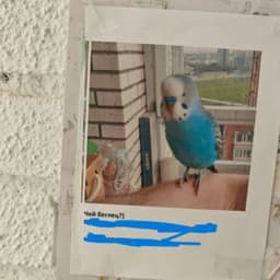 Qvimsq