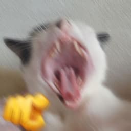 chaosisgod00