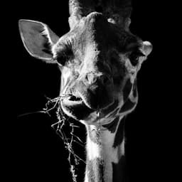 giraffka9111
