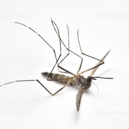 Mosquitodie