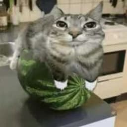 Bab1g00n