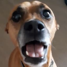 Doneta