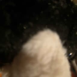 TucCat01