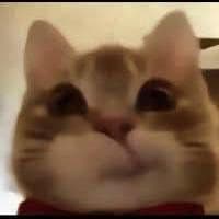 shxckwave44