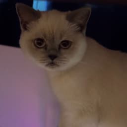 blanKKo