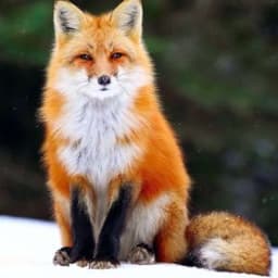 JiangFoxkai