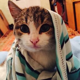 daniilmeow