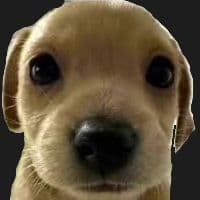 goofDEV