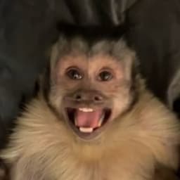 zifhyxd