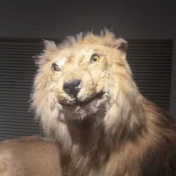 Lion7070