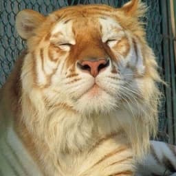 bacchustiger