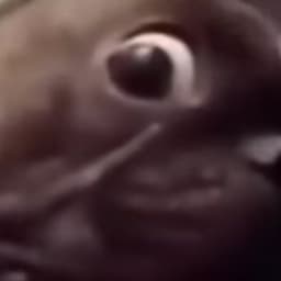 C0rseiR